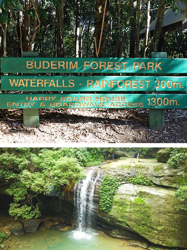 Buderim Forest Park